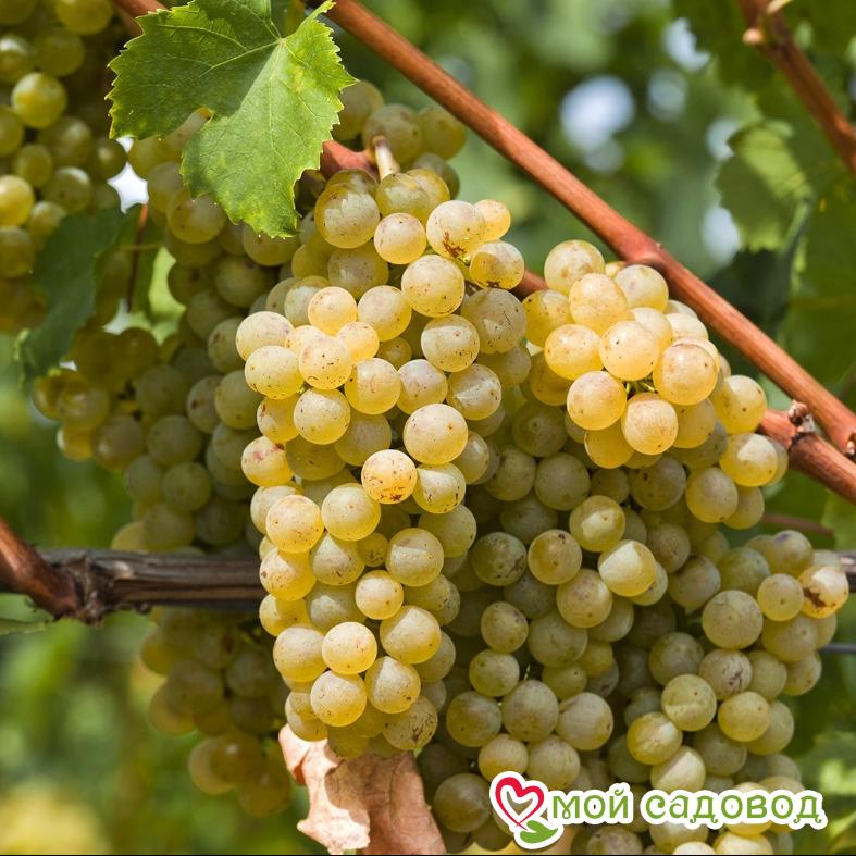 Виноград Покровский плодовый