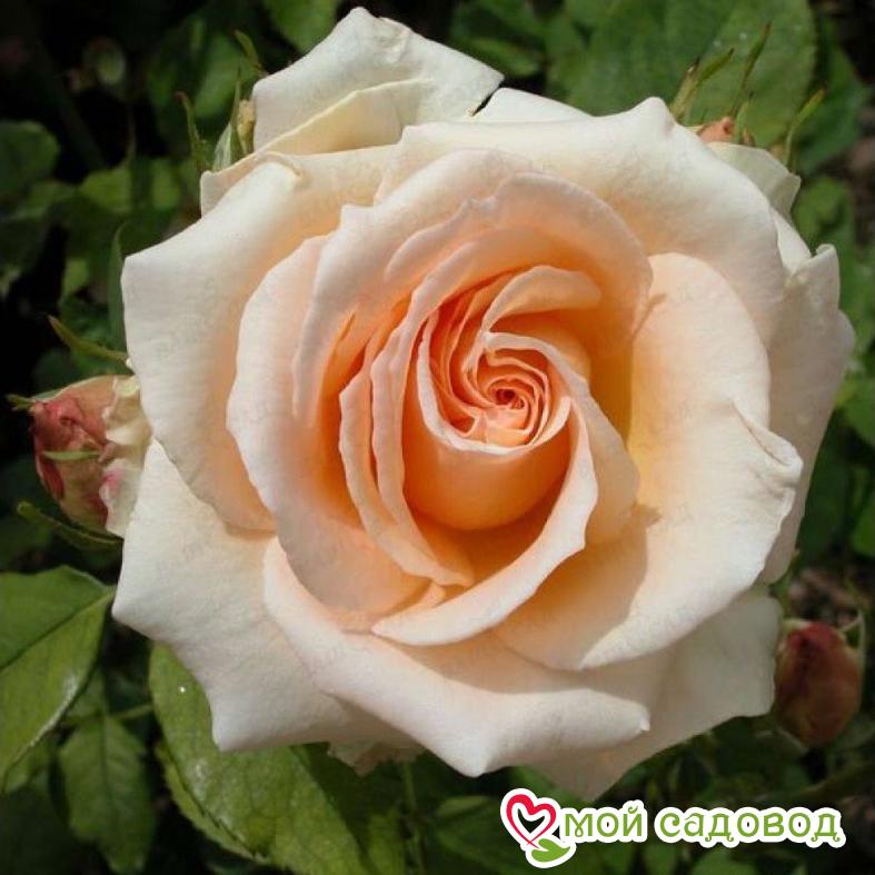 Роза Примадонна