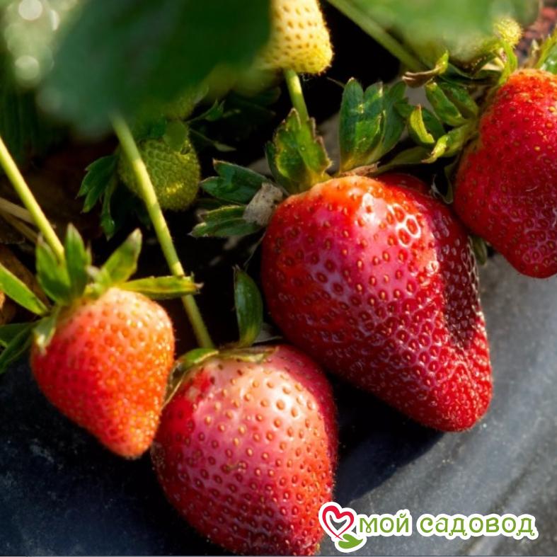 Клубника Линоса