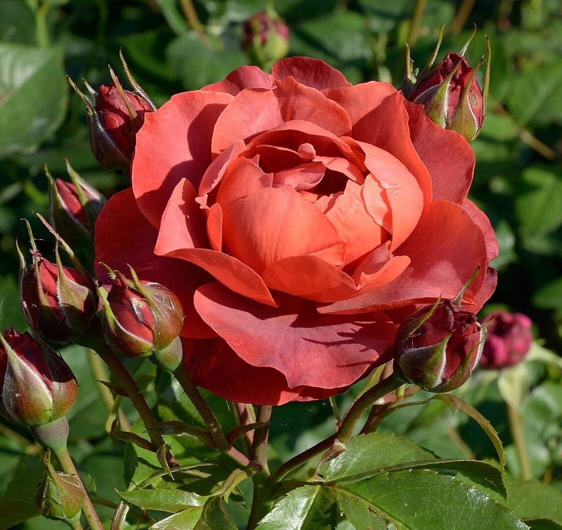 Роза чайно-гибридная Хот Кокоа