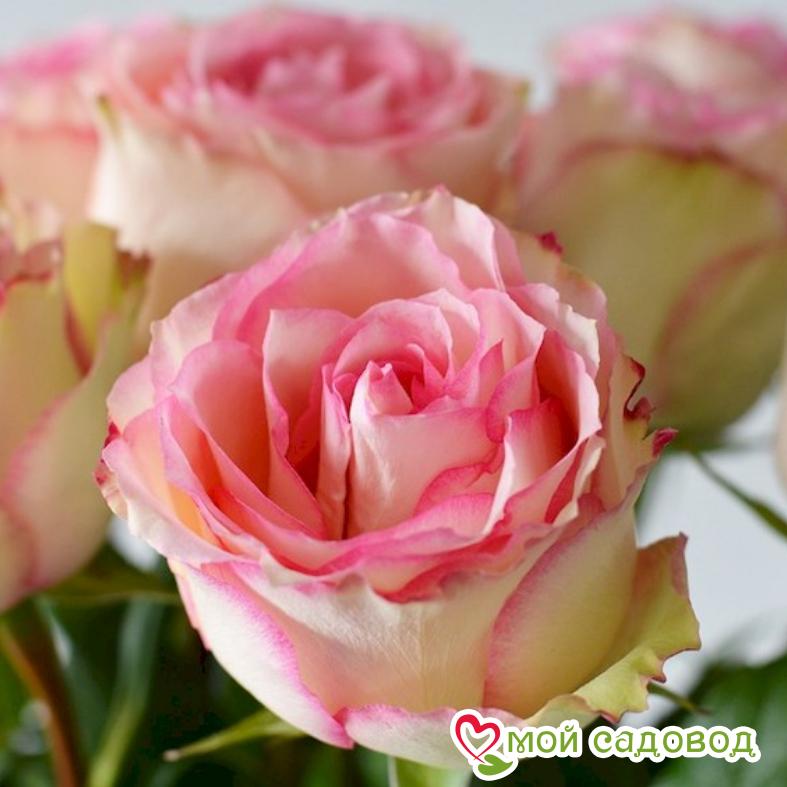 Роза Эсперанса