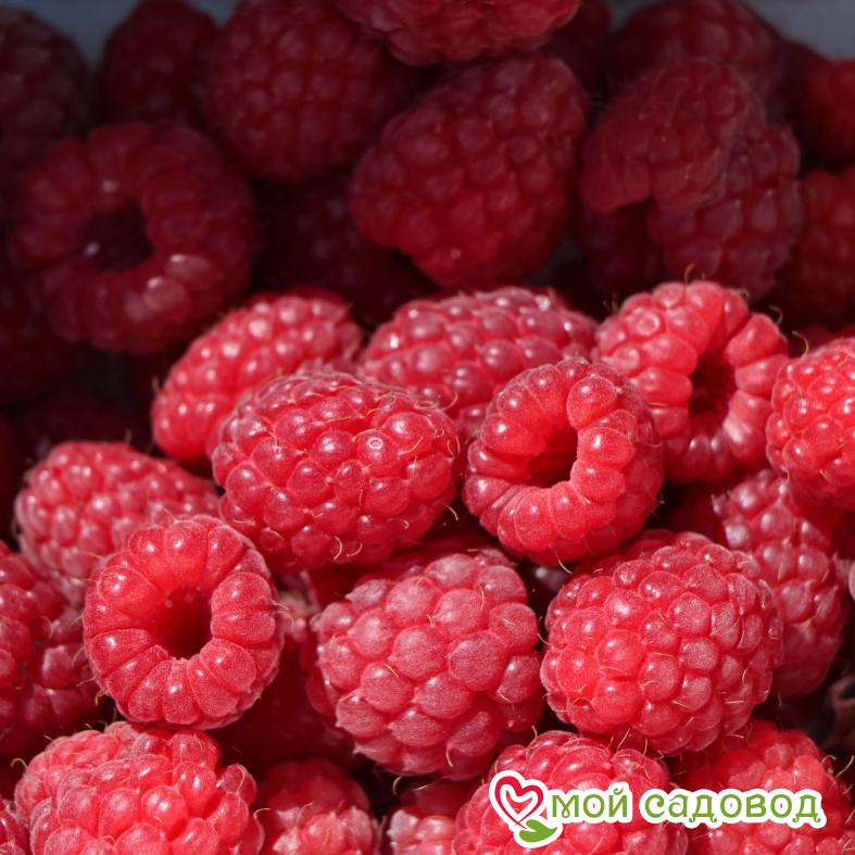 Малина Любетовская ЗКС