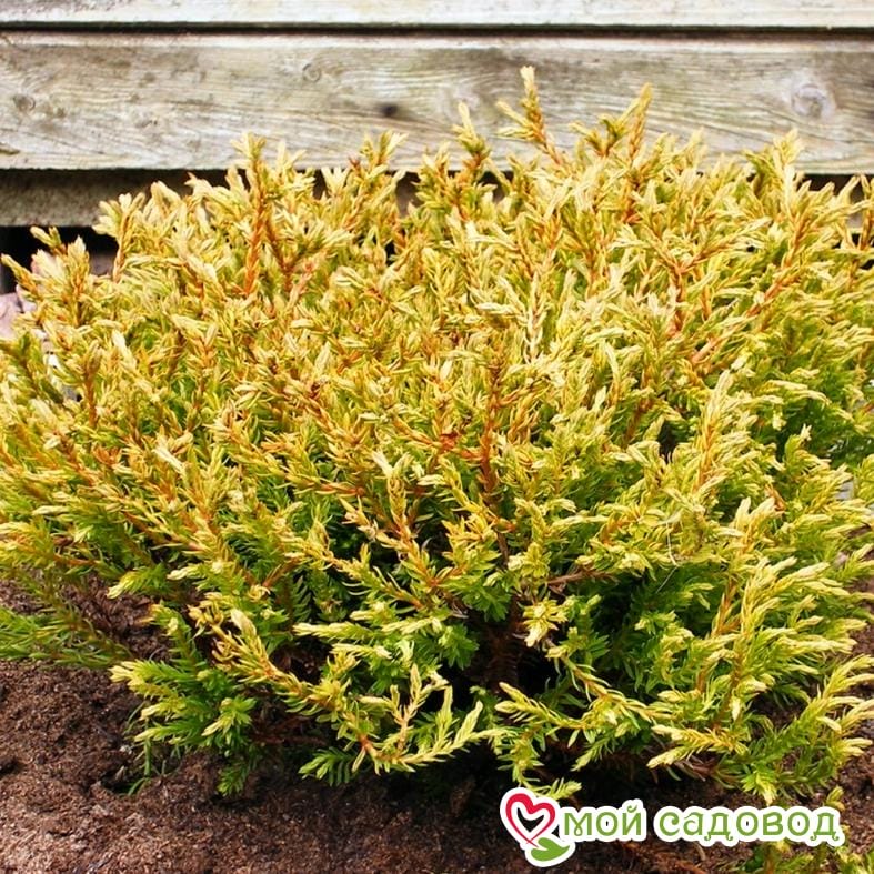 Туя Голден Таффет (Golden Tuffet)