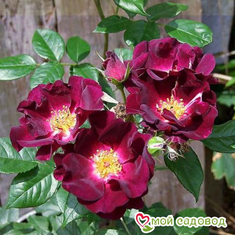 Роза Найт Оул