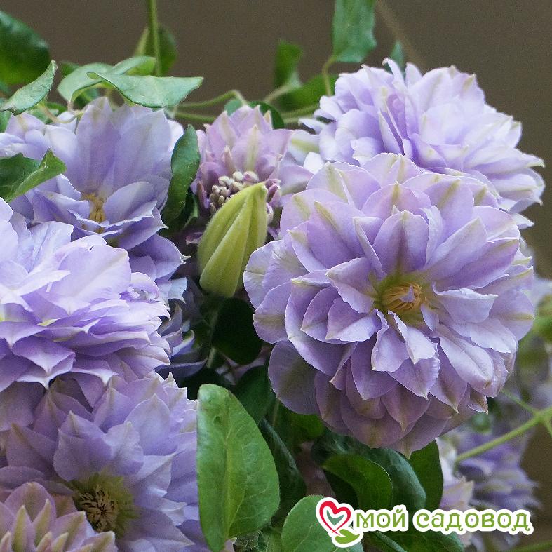 Клематис РУРИОКОШИ