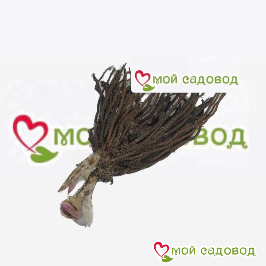 Хоста Морнинг Лайлак