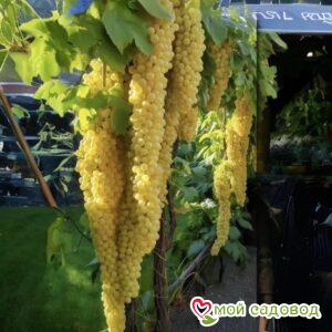 Виноград Таврида