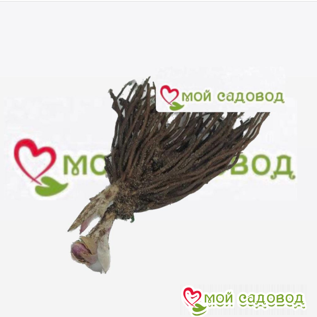 Морозник Ринг Фишер